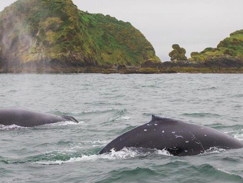 Вилла Vertientes De Pumillahue, Chiloe Экстерьер фото